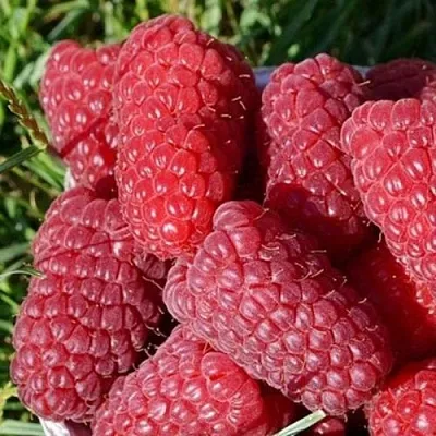 Малина САМОСВАЛ  Малина САМОСВАЛ в Калининграде