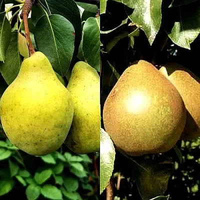 Комплект ДУЭТ в Калининграде