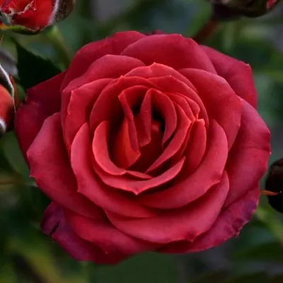 Саженцы роз ЧОКОЧИНО спрей  Саженцы роз ЧОКОЧИНО спрей в Калининграде