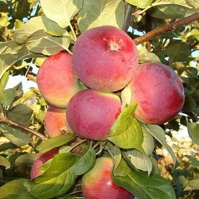 Яблоня ОРЛИК в Калининграде