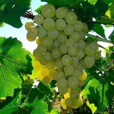 Виноград КИШМИШ МУСКАТНЫЙ  Виноград КИШМИШ МУСКАТНЫЙ в Калининграде