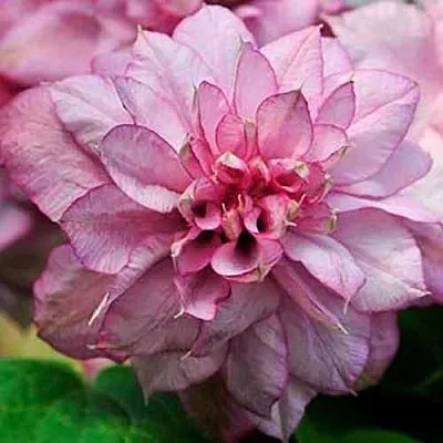 Клематис ИННОСЕНТ ГЛАНС  Клематис ИННОСЕНТ ГЛАНС в Калининграде