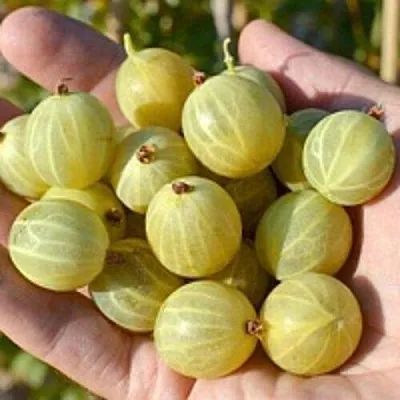 Крыжовник БЕРИЛЛ в Калининграде