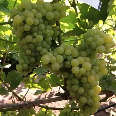 Виноград КИШМИШ 311  Виноград КИШМИШ 311 в Калининграде