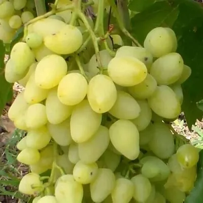 Виноград ЗАРНИЦА  Виноград ЗАРНИЦА в Калининграде