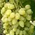 Виноград ЗАРНИЦА в Калининграде