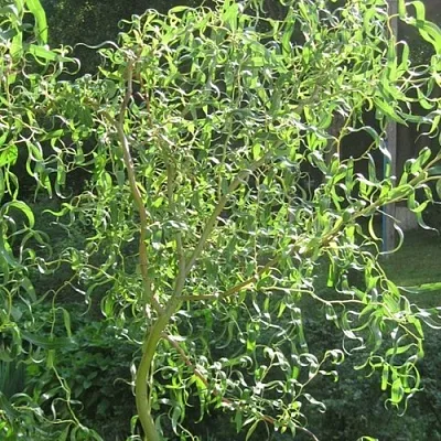 Ива МАТСУДАНА  Ива МАТСУДАНА в Калининграде