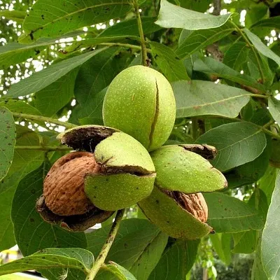 Грецкий орех  Грецкий орех в Калининграде