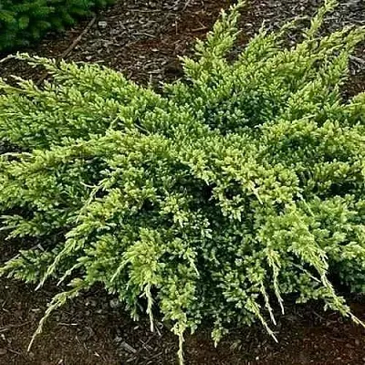 Можжевельник ДРИМ ДЖОЙ чешуйчатый  Можжевельник ДРИМ ДЖОЙ чешуйчатый в Калининграде