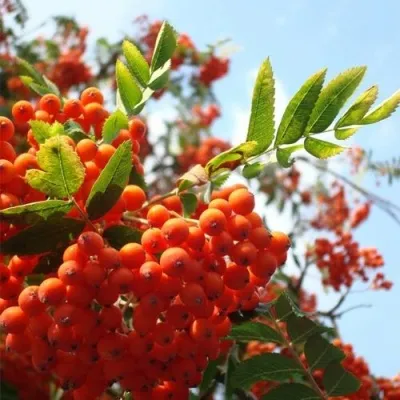 Рябина ВЕФЕД сладкоплодная в Калининграде