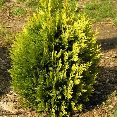 Туя КОППЕР ГОЛД западная  Туя КОППЕР ГОЛД западная в Калининграде