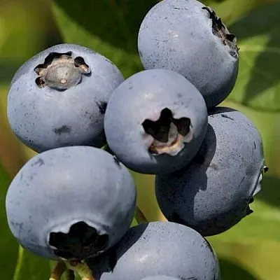 Голубика ЧАНДЛЕР  Голубика ЧАНДЛЕР в Калининграде