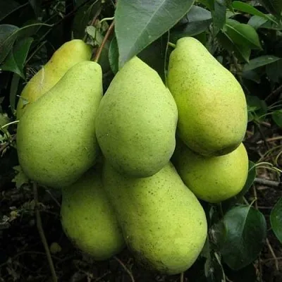 Груша ФЕВРАЛЬСКИЙ СУВЕНИР  Груша ФЕВРАЛЬСКИЙ СУВЕНИР в Калининграде