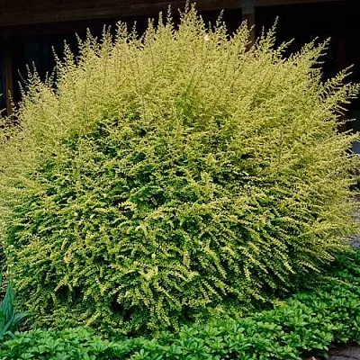 Жимолость  Жимолость в Калининграде