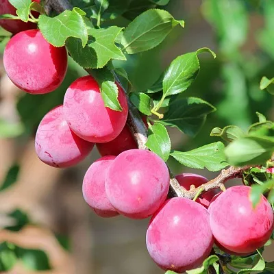 Алыча  Алыча в Калининграде