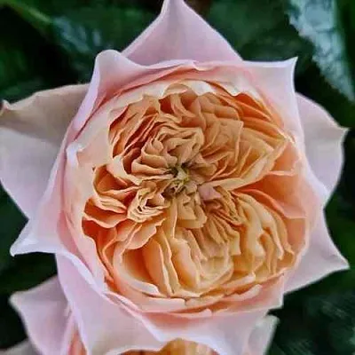 Саженцы роз ВУВУЗЕЛА РОМАНТИК чайно-гибридная  Саженцы роз ВУВУЗЕЛА РОМАНТИК чайно-гибридная в Калининграде