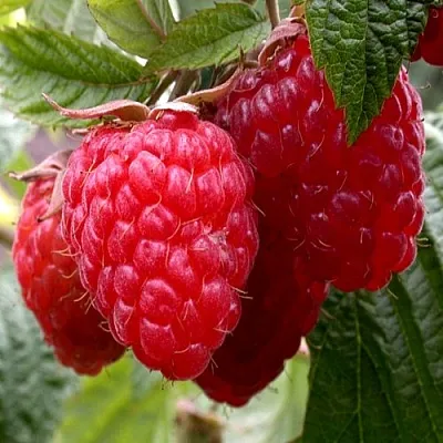 Малина КВЕЛЛИ  Малина КВЕЛЛИ в Калининграде