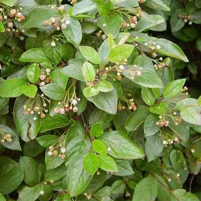 Кизильник блестящий в Калининграде