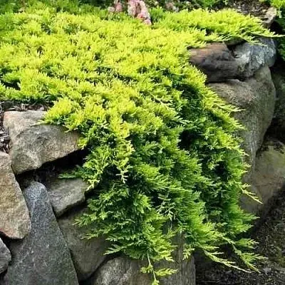 Можжевельник ГОЛДЕН КАРПЕТ горизонтальный  Можжевельник ГОЛДЕН КАРПЕТ горизонтальный в Калининграде