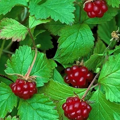 Княженика АУРА в Калининграде