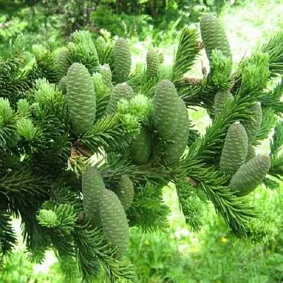 Пихта белая  Пихта белая в Калининграде