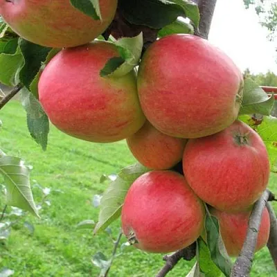 Яблоня ПИККОЛО  Яблоня ПИККОЛО в Калининграде