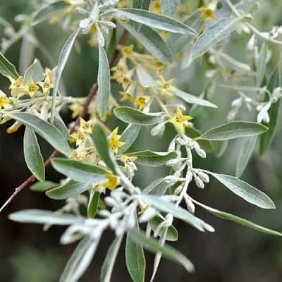 Лох  Лох в Калининграде