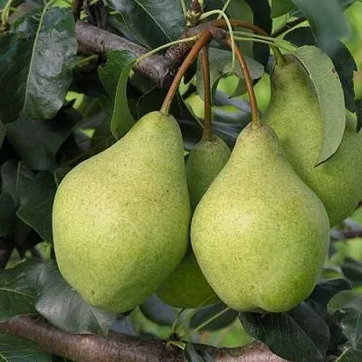 Груша ОРЛОВСКАЯ ЛЕТНЯЯ в Калининграде