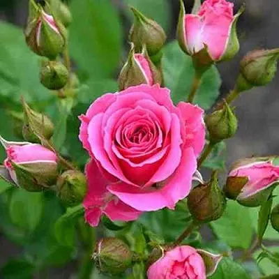 Саженцы роз ЛАВЛИ ЛИДИЯ спрей  Саженцы роз ЛАВЛИ ЛИДИЯ спрей в Калининграде