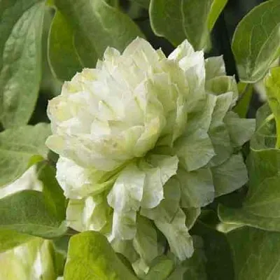 Клематис КОХАНА  Клематис КОХАНА в Калининграде