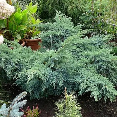 Можжевельник БЛЮ ШВЕД (СВИД) чешуйчатый в Калининграде