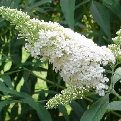 Буддлея давида ВАЙТ ПРОФЬЮЖН  Буддлея давида ВАЙТ ПРОФЬЮЖН в Калининграде