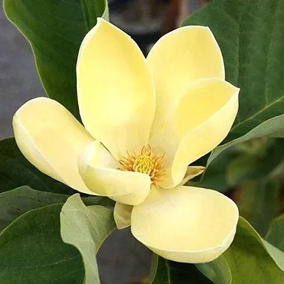 Магнолия ЕЛЛОУ ЛАНТЕРН  Магнолия ЕЛЛОУ ЛАНТЕРН в Калининграде