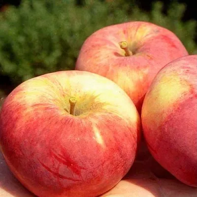 Яблоня ОРЛОВИМ  Яблоня ОРЛОВИМ в Калининграде