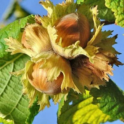 Фундук ТОНДА РОМАНА  Фундук ТОНДА РОМАНА в Калининграде