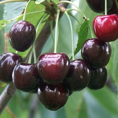 Черешня ЛЮБИМИЦА АСТАХОВА в Калининграде