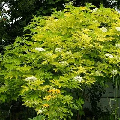 Бузина черная АУРЕА  Бузина черная АУРЕА в Калининграде