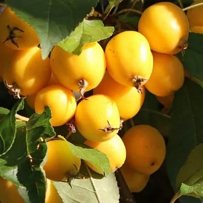 Яблоня ГОЛДЕН ХОРНЕТ декоративная  Яблоня ГОЛДЕН ХОРНЕТ декоративная в Калининграде