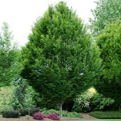 Граб в Калининграде