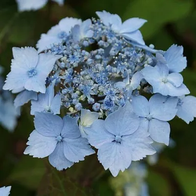 Гортензия БЛЮ ДЕКЛ пильчатая  Гортензия БЛЮ ДЕКЛ пильчатая в Калининграде