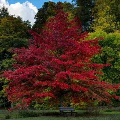 Дуб болотный  Дуб болотный в Калининграде