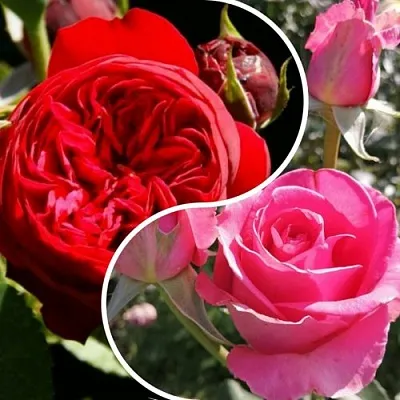 Комплект РОМАНТИЧЕСКИЙ БУКЕТ в Калининграде