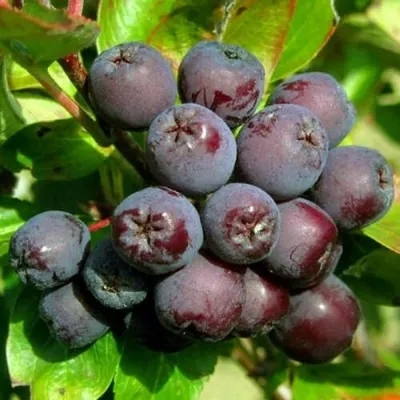 Рябина ЛИКЁРНАЯ сладкоплодная в Калининграде