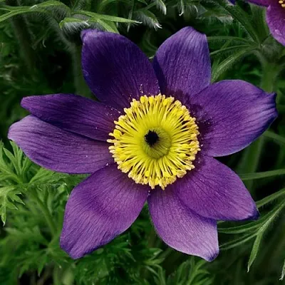 Прострел ПИНВИЛ БЛЮ ШЕЙДЕС  Прострел ПИНВИЛ БЛЮ ШЕЙДЕС в Калининграде