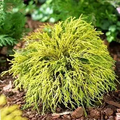 Кипарисовик ВАВЕЛ горохоплодный в Калининграде