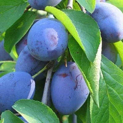 Слива ПЕРДРИГОН  Слива ПЕРДРИГОН в Калининграде