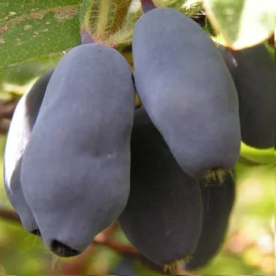 Жимолость съедобная КРУПНОПЛОДНАЯ в Калининграде