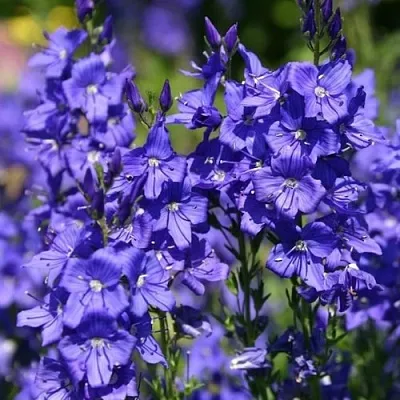 Вероника австрийская в Калининграде