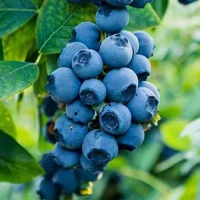 Голубика БОНИФАЦИЙ  Голубика БОНИФАЦИЙ в Калининграде