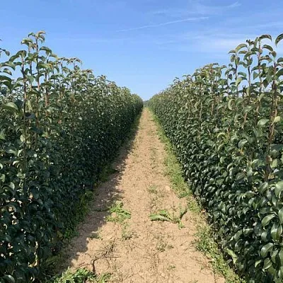 Саженцы почтой и ТК  Саженцы почтой и ТК в Калининграде